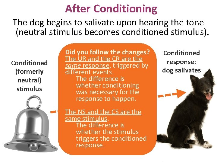 After Conditioning The dog begins to salivate upon hearing the tone (neutral stimulus becomes