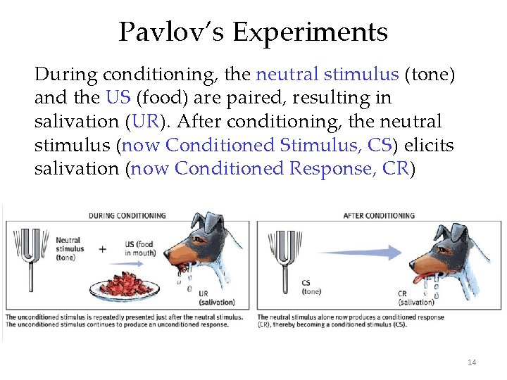 Pavlov’s Experiments During conditioning, the neutral stimulus (tone) and the US (food) are paired,