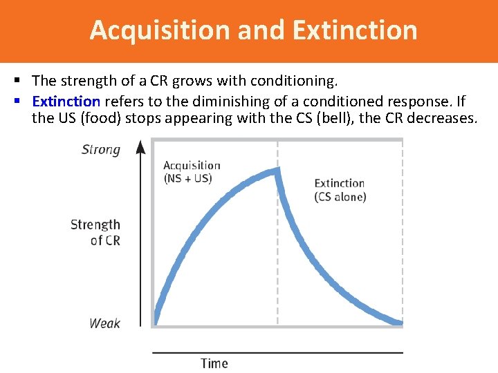 Acquisition and Extinction § The strength of a CR grows with conditioning. § Extinction