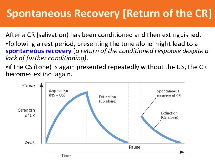 Spontaneous Recovery [Return of the CR] After a CR (salivation) has been conditioned and