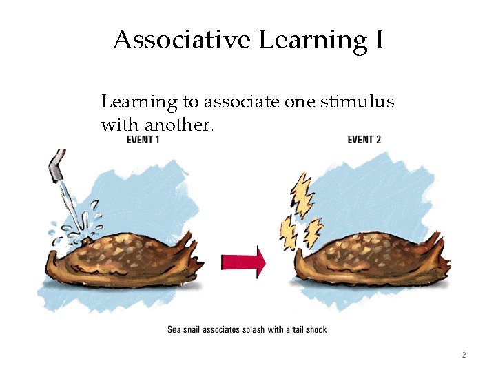 Associative Learning I Learning to associate one stimulus with another. 2 