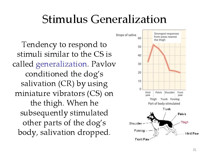 Stimulus Generalization Tendency to respond to stimuli similar to the CS is called generalization.
