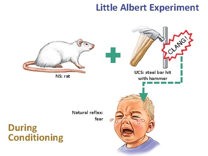 Little Albert Experiment UCS: steel bar hit with hammer NS: rat During Conditioning Natural