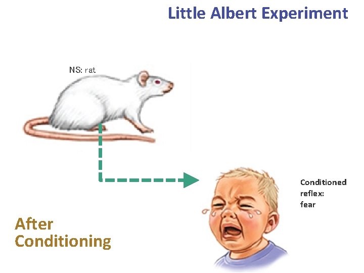 Little Albert Experiment NS: rat Conditioned reflex: fear After Conditioning 