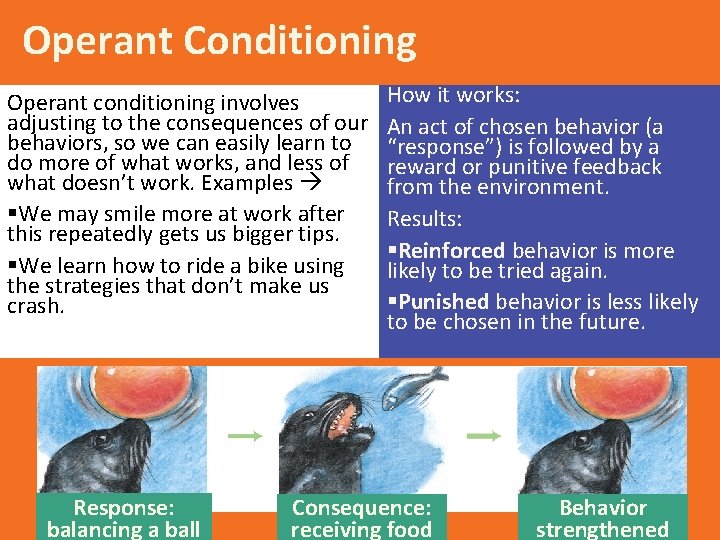 Operant Conditioning Operant conditioning involves adjusting to the consequences of our behaviors, so we