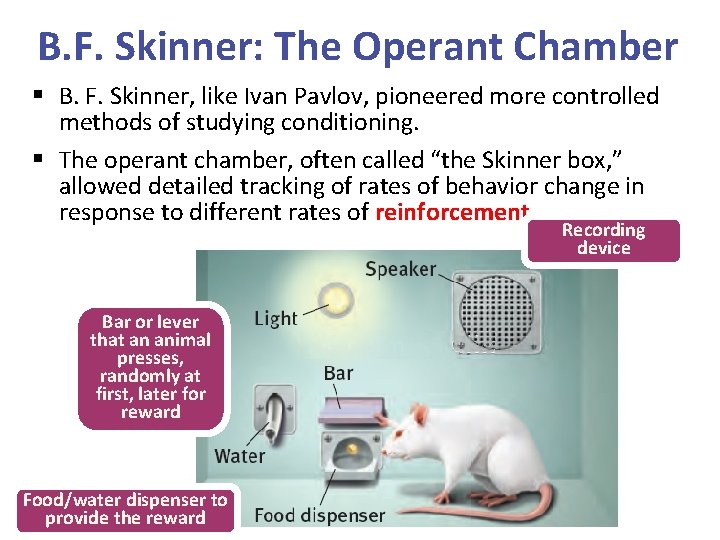 B. F. Skinner: The Operant Chamber § B. F. Skinner, like Ivan Pavlov, pioneered