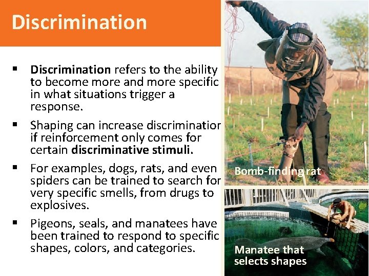 Discrimination § Discrimination refers to the ability to become more and more specific in