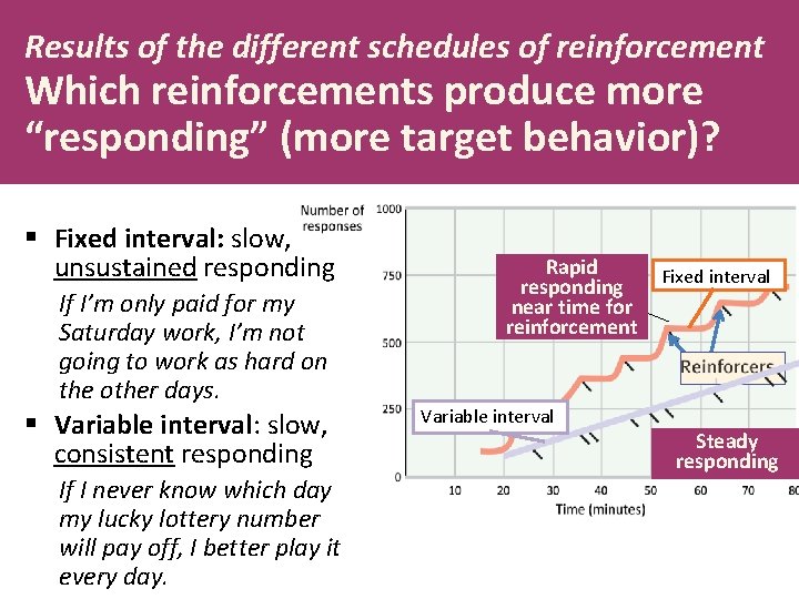Results of the different schedules of reinforcement Which reinforcements produce more “responding” (more target