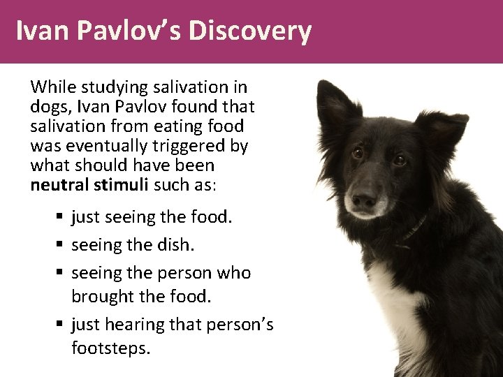Ivan Pavlov’s Discovery While studying salivation in dogs, Ivan Pavlov found that salivation from