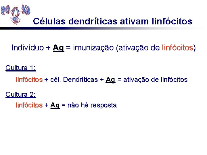 Células dendríticas ativam linfócitos Indivíduo + Ag = imunização (ativação de linfócitos) Cultura 1: