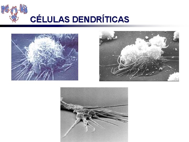 CÉLULAS DENDRÍTICAS 