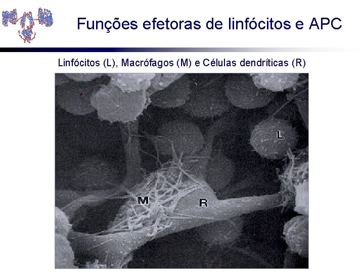 Funções efetoras de linfócitos e APC Linfócitos (L), Macrófagos (M) e Células dendríticas (R)