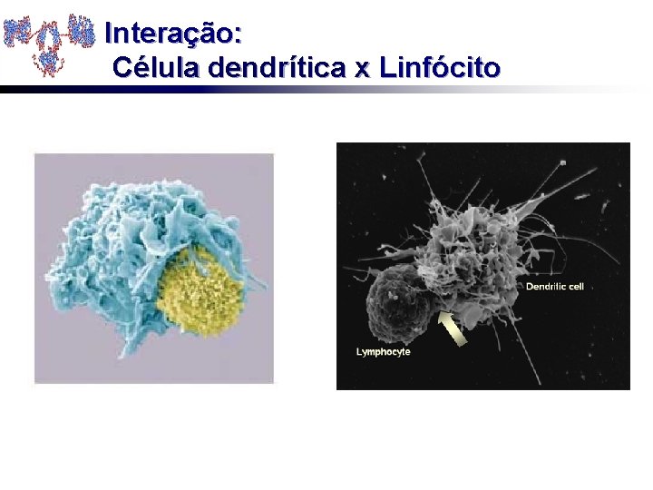 Interação: Célula dendrítica x Linfócito 