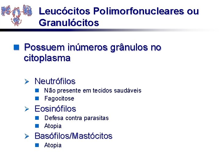 Leucócitos Polimorfonucleares ou Granulócitos n Possuem inúmeros grânulos no citoplasma Ø Neutrófilos n Não