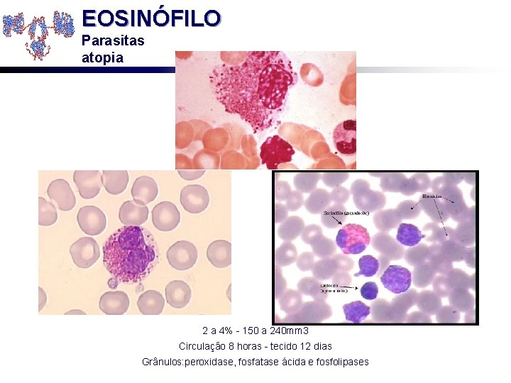 EOSINÓFILO Parasitas atopia 2 a 4% - 150 a 240 mm 3 Circulação 8