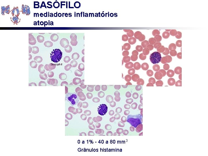 BASÓFILO mediadores inflamatórios atopia 0 a 1% - 40 a 80 mm 3 Grânulos