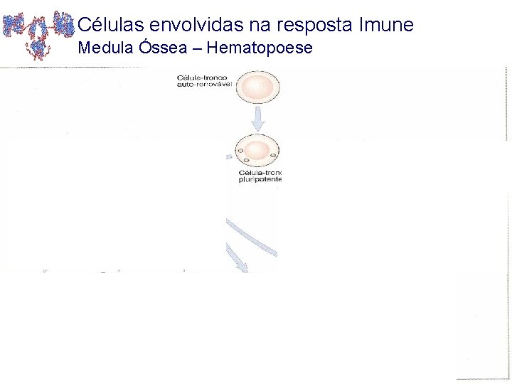 Células envolvidas na resposta Imune Medula Óssea – Hematopoese 