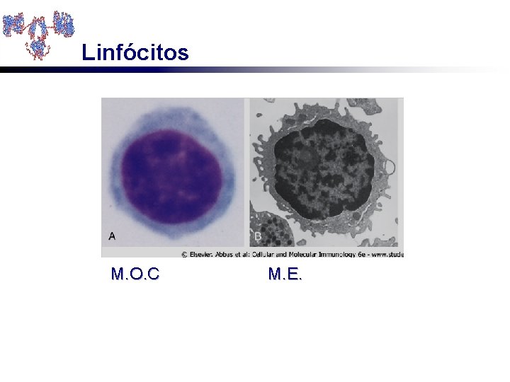 Linfócitos M. O. C M. E. 