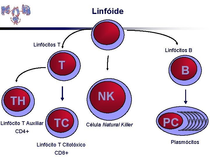 Linfóide Linfócitos T Linfócitos B T NK TH Linfócito T Auxiliar CD 4+ B