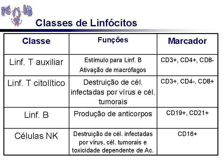 Classes de Linfócitos Classe Funções Marcador Linf. T auxiliar Estímulo para Linf. B CD