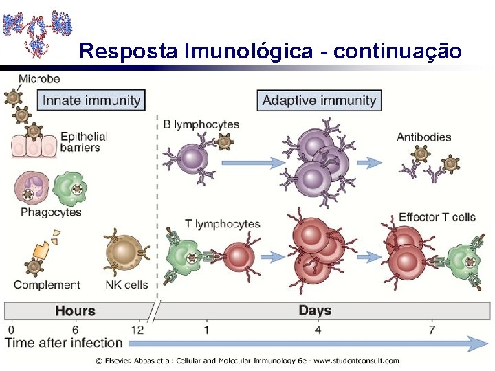 Resposta Imunológica - continuação 