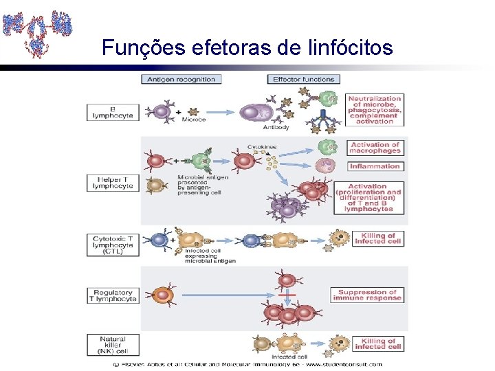 Funções efetoras de linfócitos 