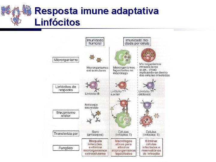 Resposta imune adaptativa Linfócitos 