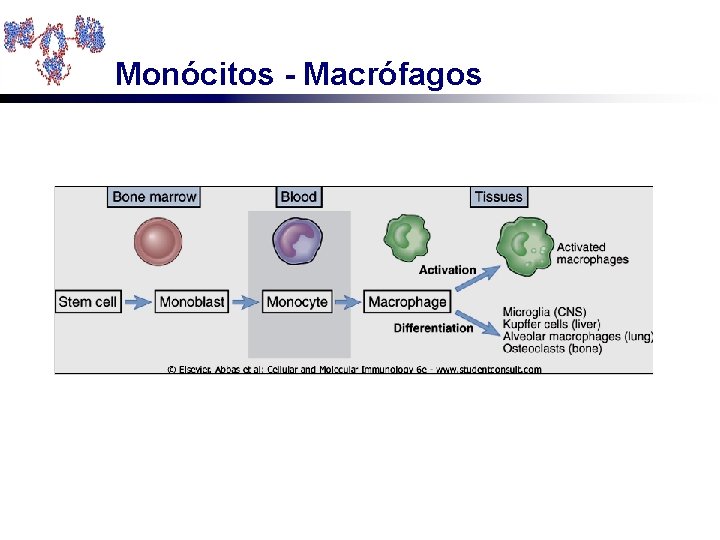 Monócitos - Macrófagos 