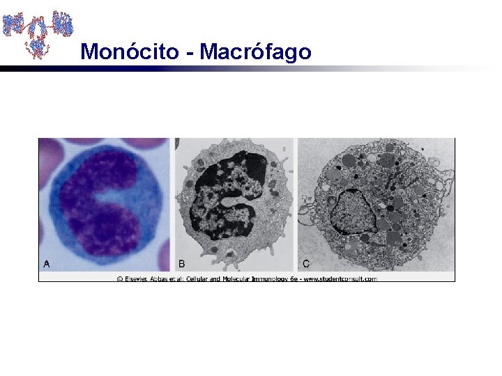 Monócito - Macrófago 