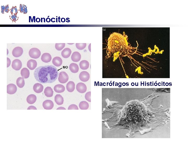Monócitos Macrófagos ou Histiócitos 