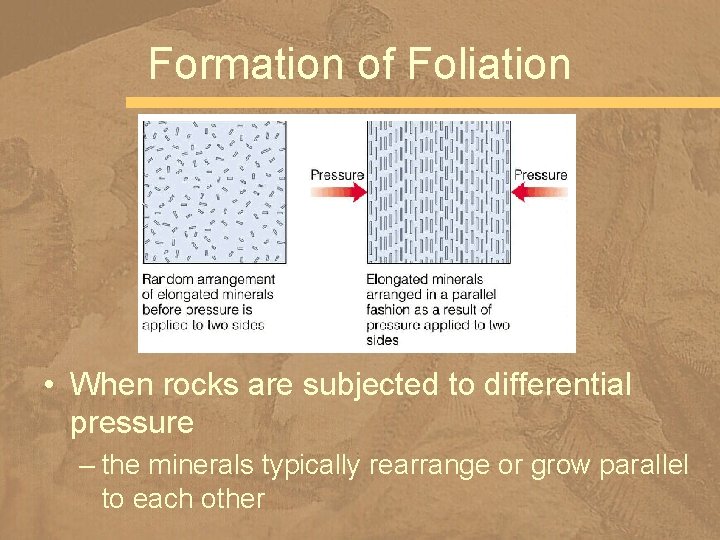 Formation of Foliation • When rocks are subjected to differential pressure – the minerals