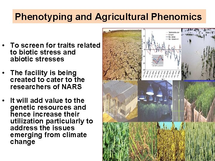 Phenotyping and Agricultural Phenomics • To screen for traits related to biotic stress and