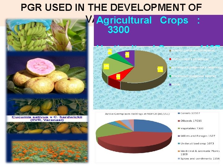 PGR USED IN THE DEVELOPMENT OF VARIETIES Agricultural Crops : 3300 Horticultural Crops :
