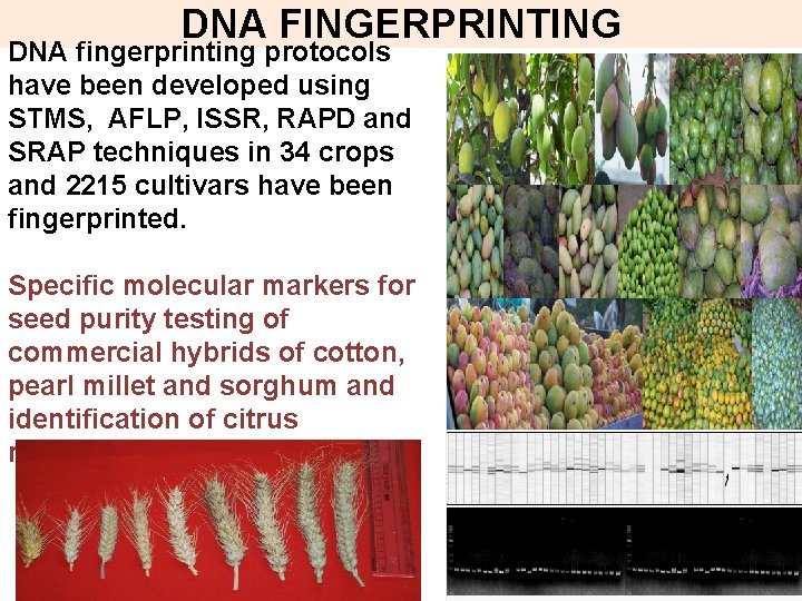 DNA FINGERPRINTING DNA fingerprinting protocols have been developed using STMS, AFLP, ISSR, RAPD and