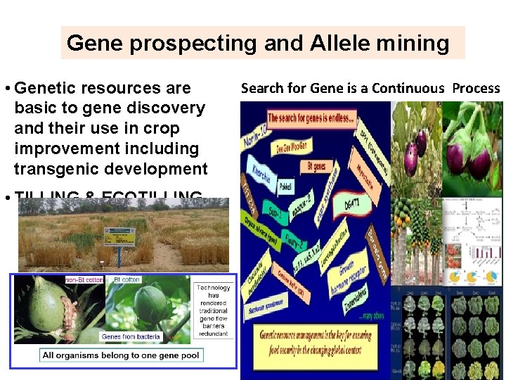 Gene prospecting and Allele mining • Genetic resources are basic to gene discovery and