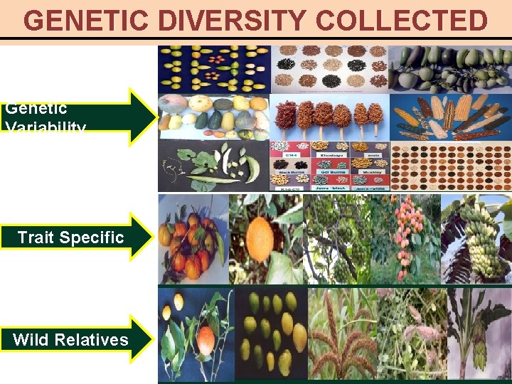 GENETIC DIVERSITY COLLECTED Genetic Variability Trait Specific Wild Relatives 