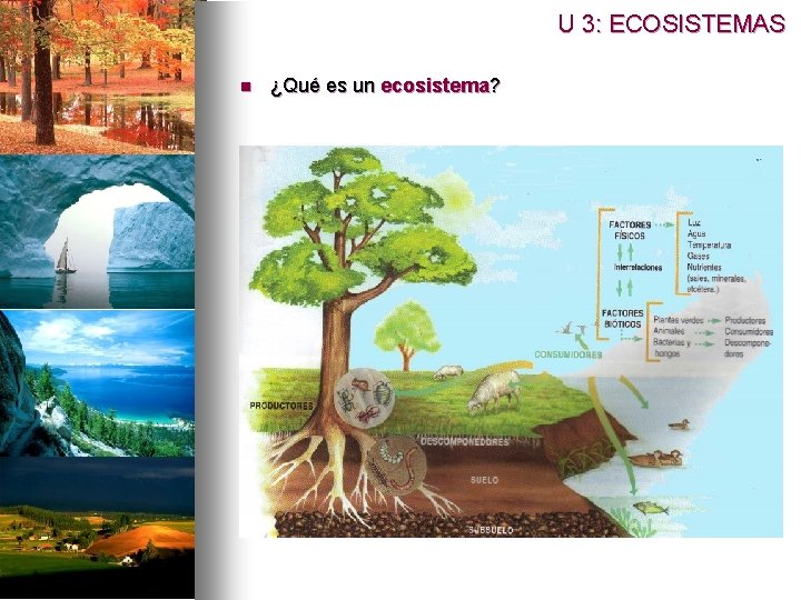 U 3: ECOSISTEMAS n ¿Qué es un ecosistema? 