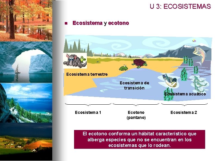 U 3: ECOSISTEMAS n Ecosistema y ecotono Ecosistema terrestre Ecosistema de transición Ecosistema acuático