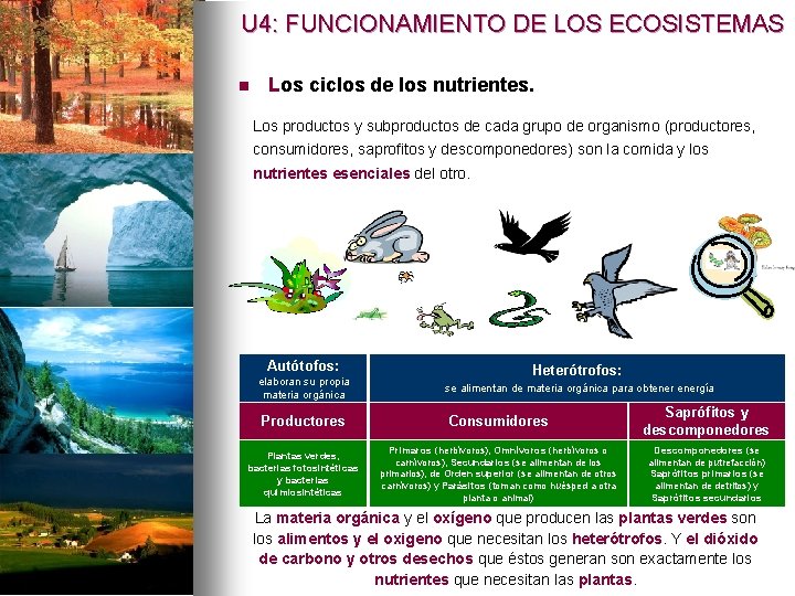 U 4: FUNCIONAMIENTO DE LOS ECOSISTEMAS n Los ciclos de los nutrientes. Los productos