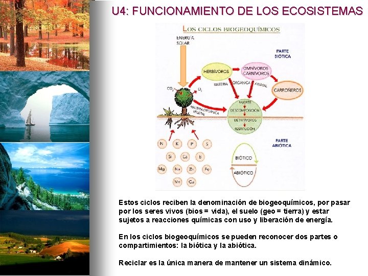 U 4: FUNCIONAMIENTO DE LOS ECOSISTEMAS Estos ciclos reciben la denominación de biogeoquímicos, por