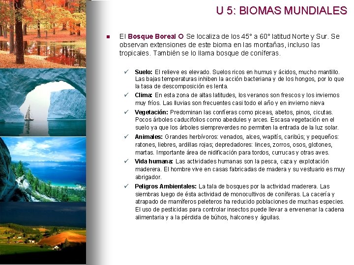 U 5: BIOMAS MUNDIALES n El Bosque Boreal Se localiza de los 45° a