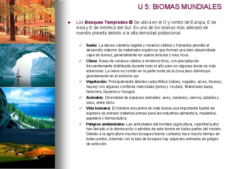 U 5: BIOMAS MUNDIALES n Los Bosques Templados Se ubica en el O y