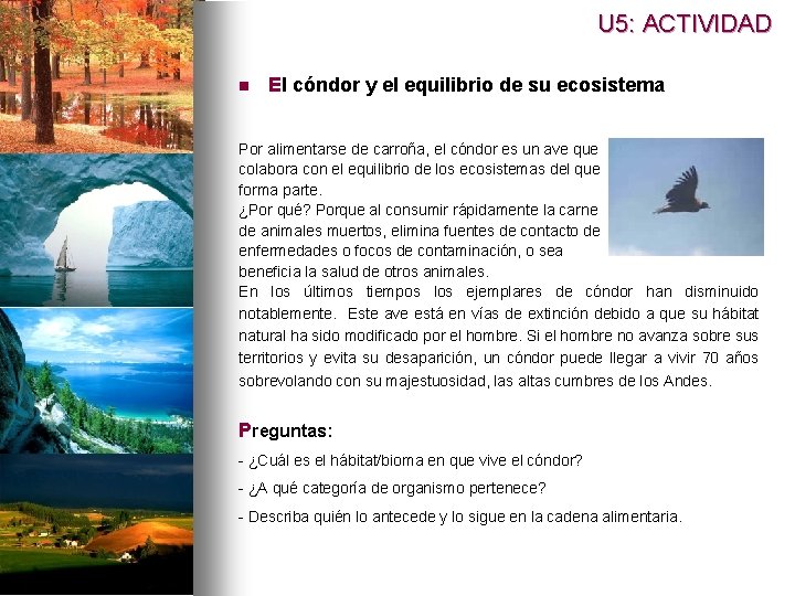 U 5: ACTIVIDAD n El cóndor y el equilibrio de su ecosistema Por alimentarse