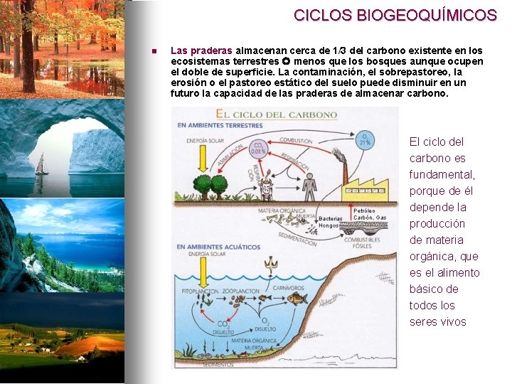 CICLOS BIOGEOQUÍMICOS n Las praderas almacenan cerca de 1/3 del carbono existente en los