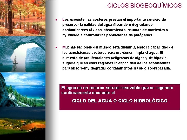 CICLOS BIOGEOQUÍMICOS n Los ecosistemas costeros prestan el importante servicio de preservar la calidad