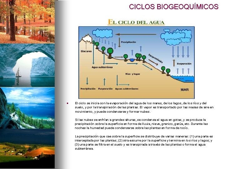 CICLOS BIOGEOQUÍMICOS n El ciclo se inicia con la evaporación del agua de los