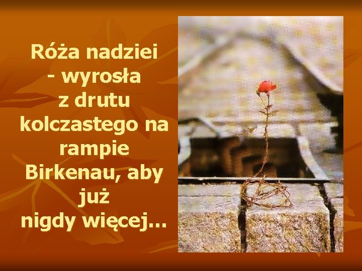 Róża nadziei - wyrosła z drutu kolczastego na rampie Birkenau, aby już nigdy więcej…
