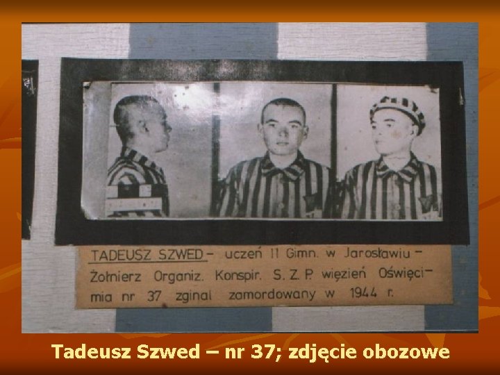 Tadeusz Szwed – nr 37; zdjęcie obozowe 