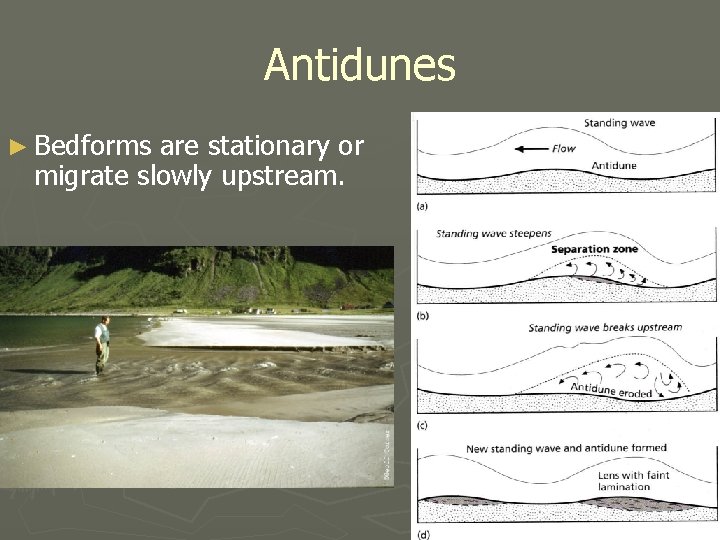 Antidunes ► Bedforms are stationary or migrate slowly upstream. 