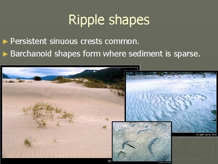 Ripple shapes ► Persistent sinuous crests common. ► Barchanoid shapes form where sediment is